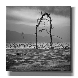 'Eagle' by Dariusz Klimczak, Giclee Canvas Wall Art