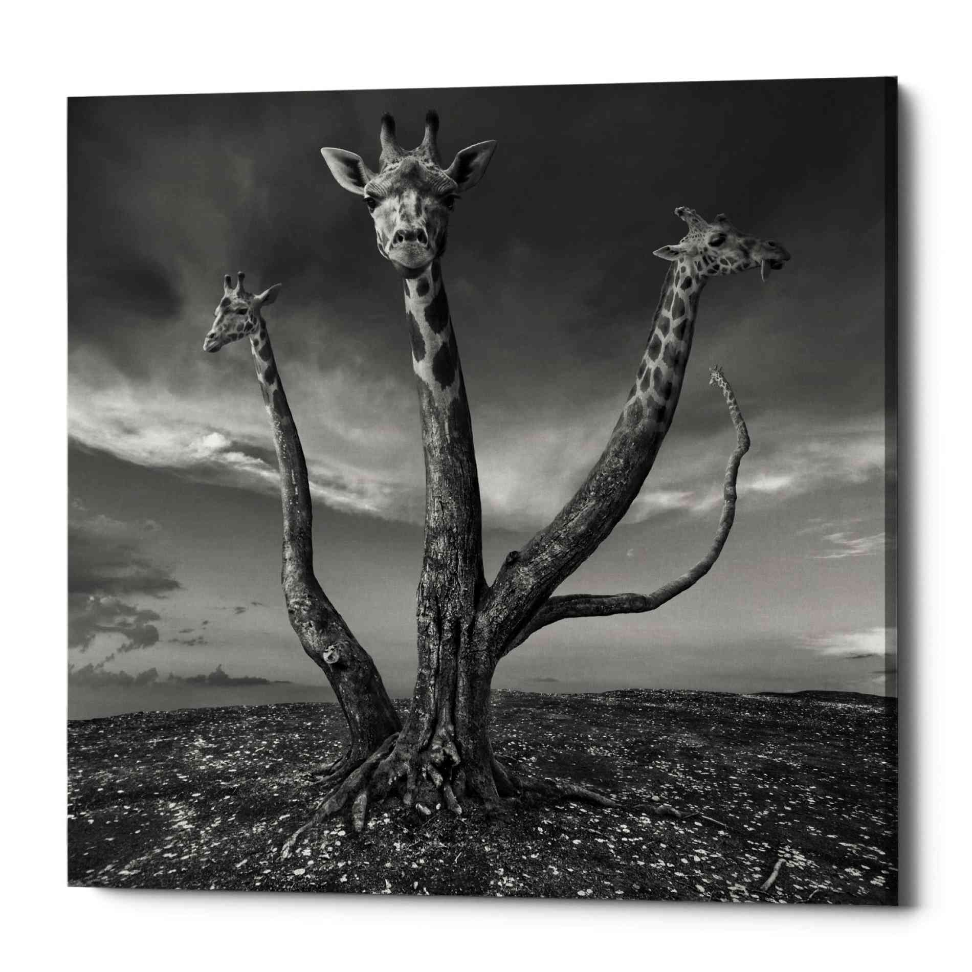 'Giratree' by Dariusz Klimczak, Canvas Wall Art