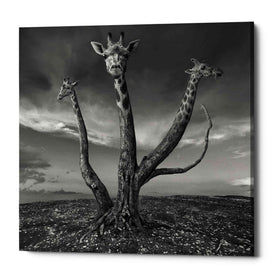 'Giratree' by Dariusz Klimczak, Canvas Wall Art