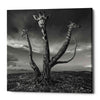 'Giratree' by Dariusz Klimczak, Canvas Wall Art
