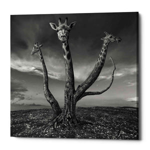 'Giratree' by Dariusz Klimczak, Canvas Wall Art