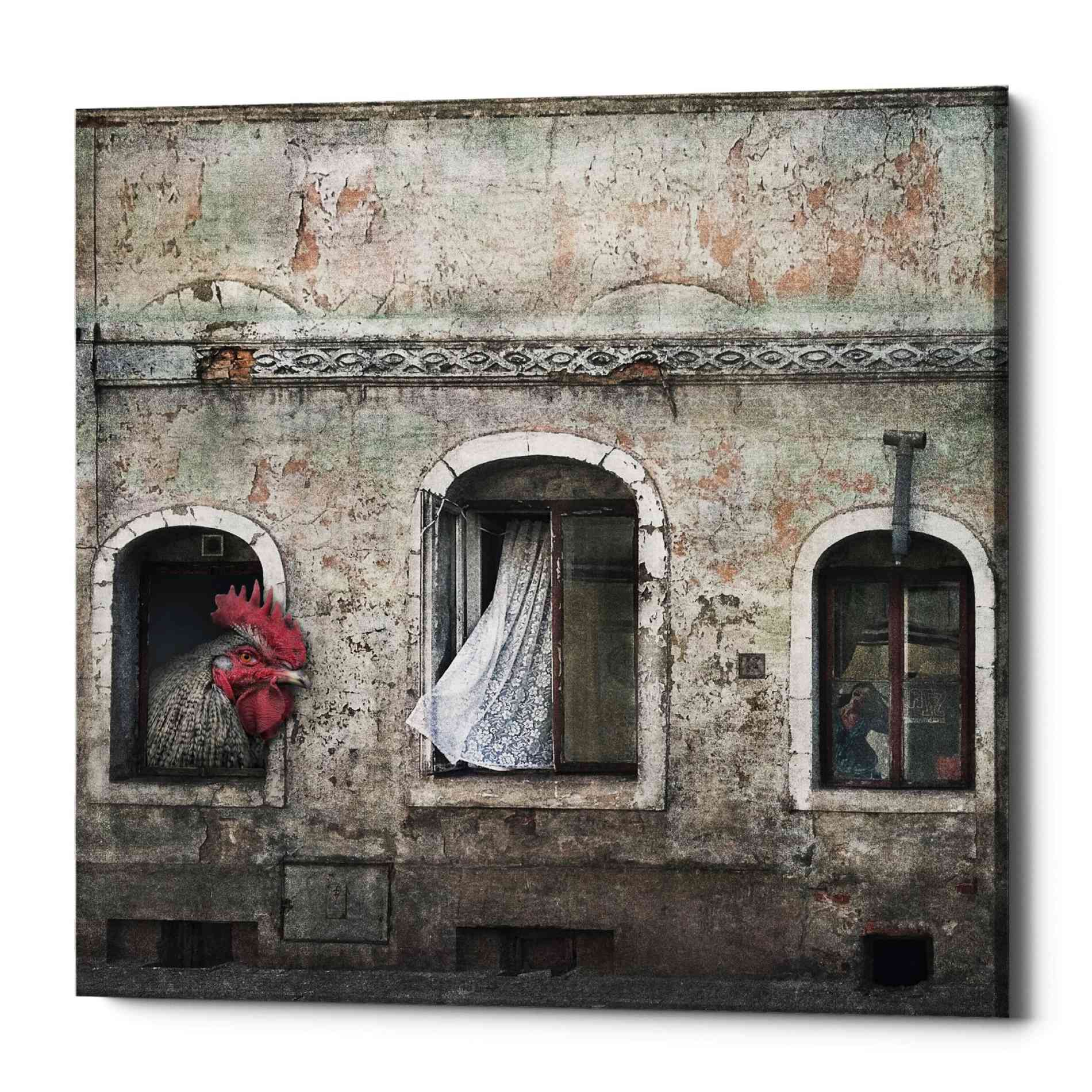 'Kogut Domowy' by Dariusz Klimczak, Canvas Wall Art