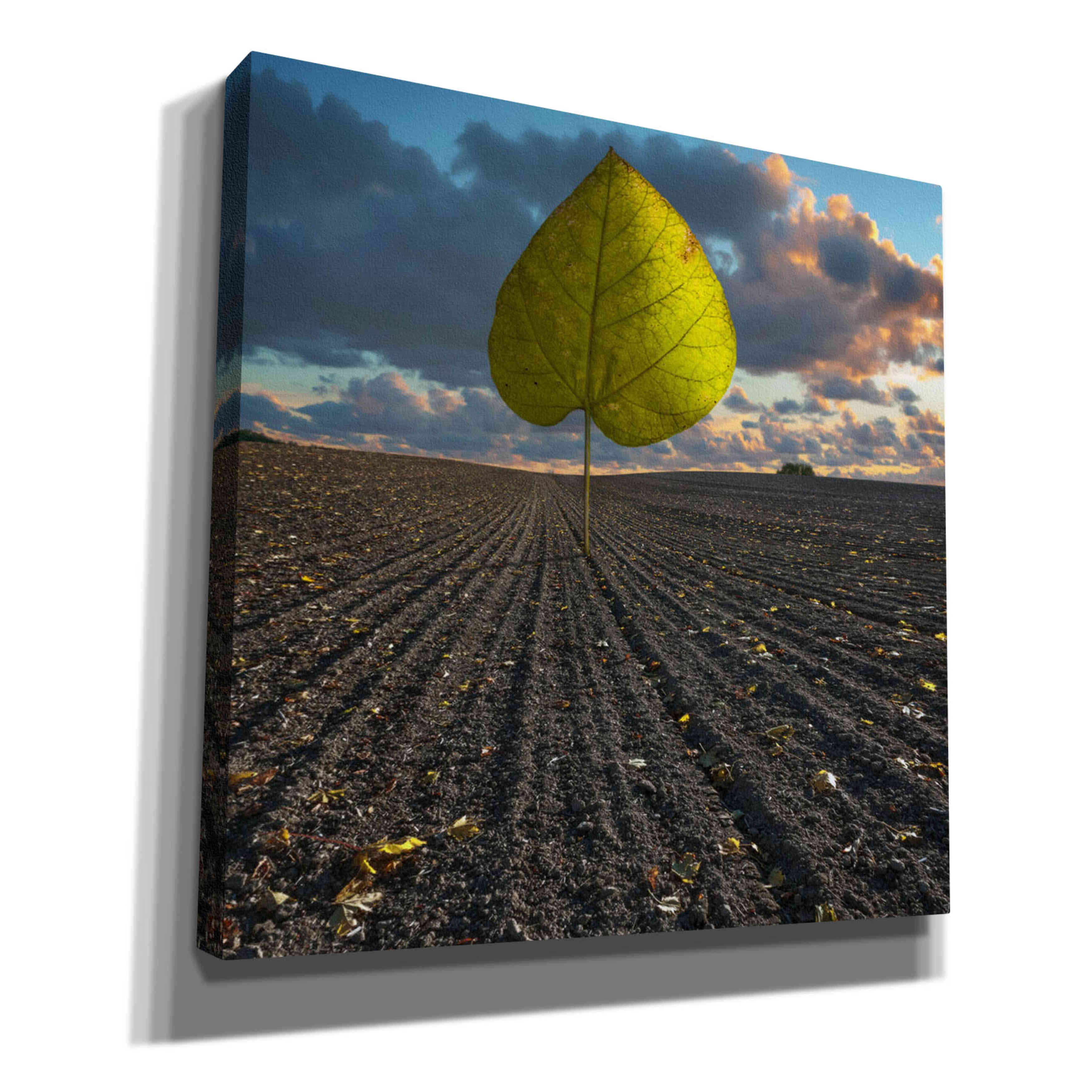 'Listen to Listek' by Dariusz Klimczak, Canvas Wall Art