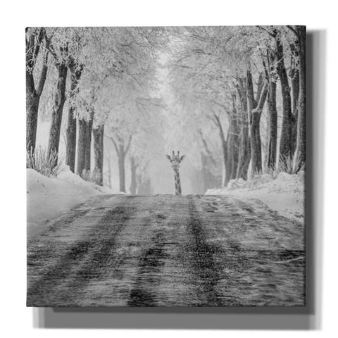 Image of 'Surprise' by Dariusz Klimczak, Giclee Canvas Wall Art