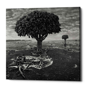 'Trees' by Dariusz Klimczak, Canvas Wall Art