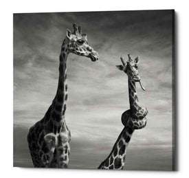 'Twisted Sister' by Dariusz Klimczak, Canvas Wall Art
