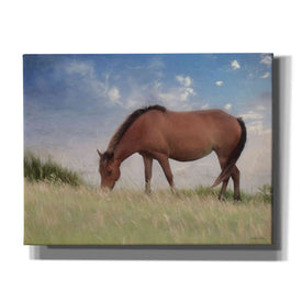 'Assataegue Horse' by Lori Deiter, Canvas Wall Art,Size B Landscape