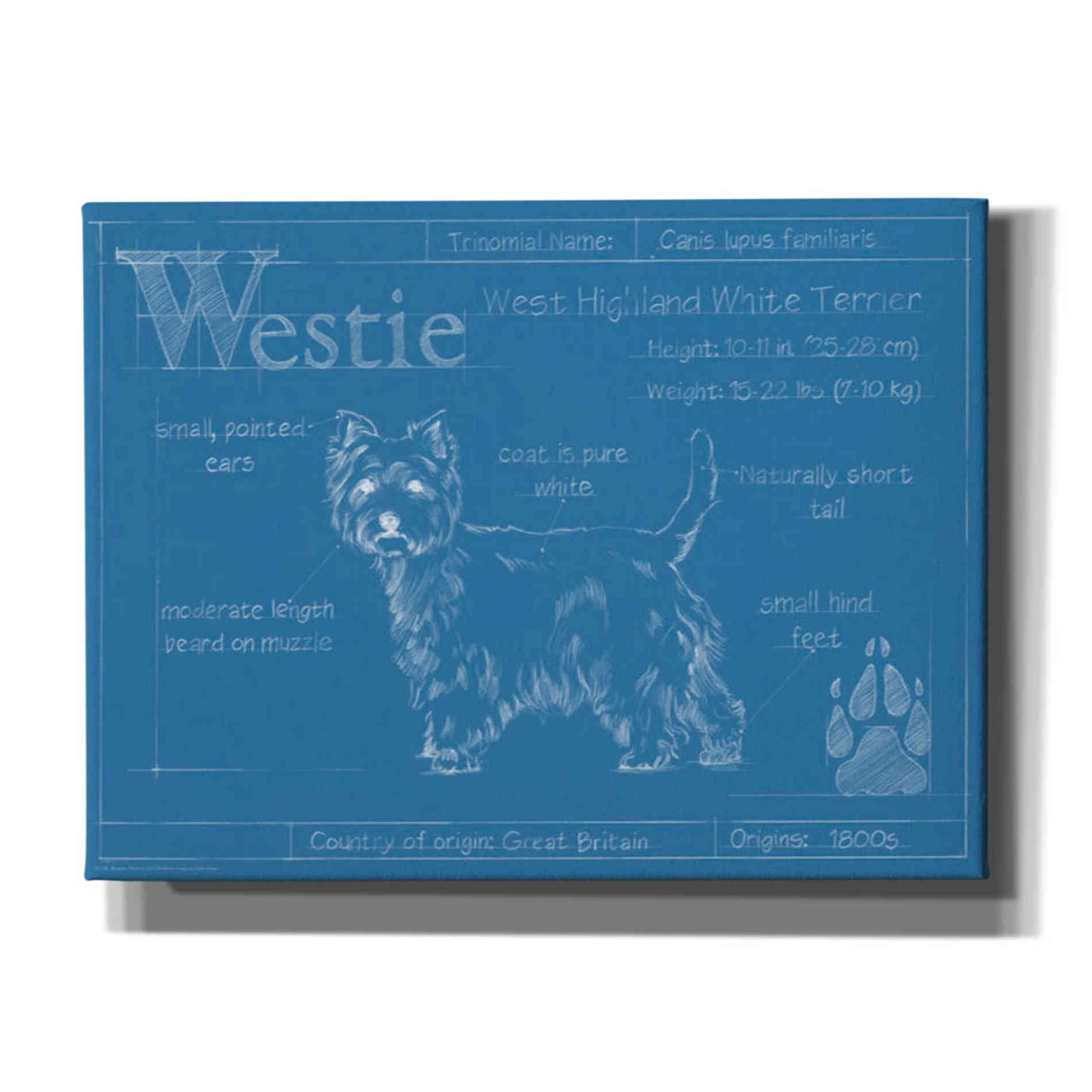 'Blueprint Westie' by Ethan Harper Canvas Wall Art,Size B Landscape