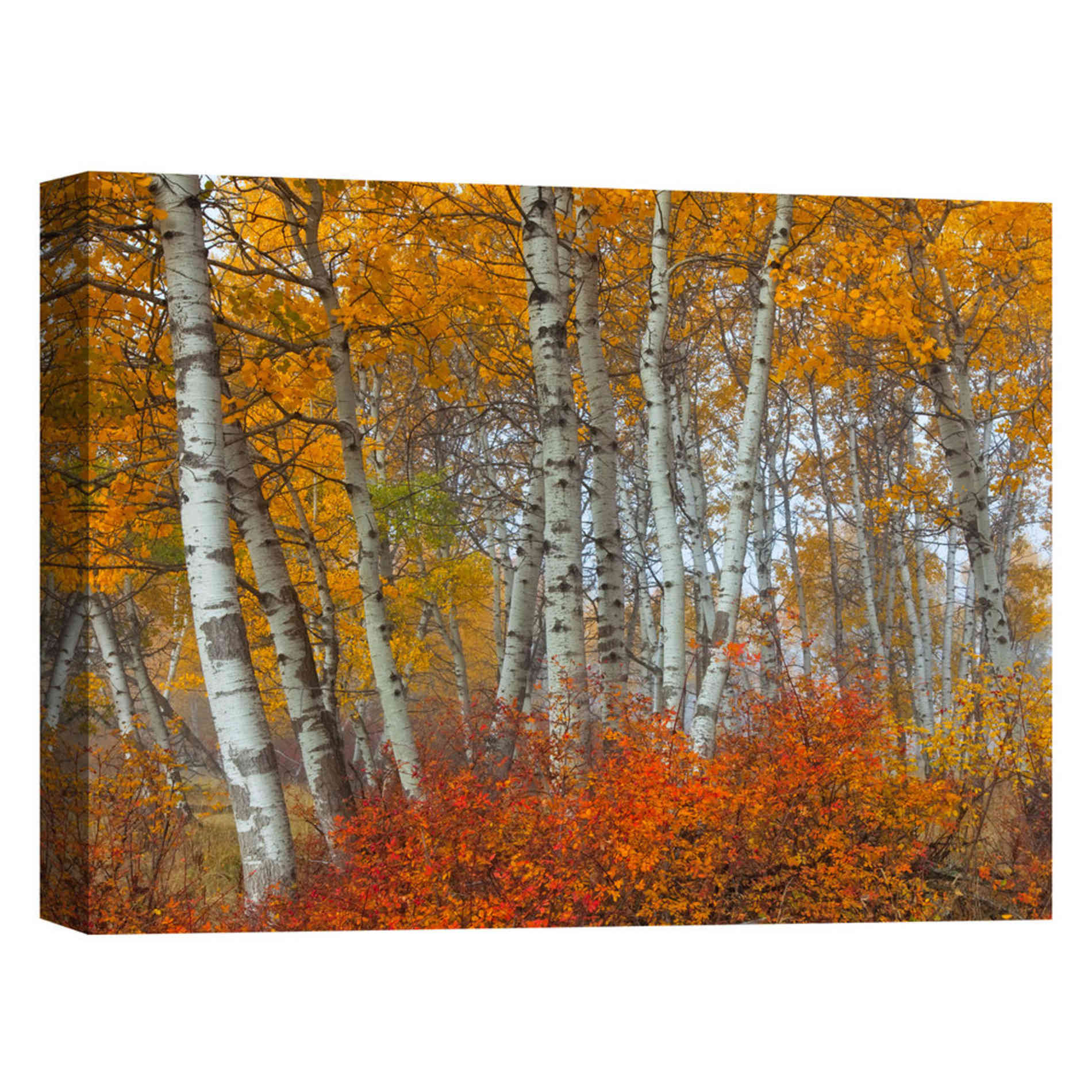 'Morning Aspens' by Jesse Estes, Canvas Wall Art