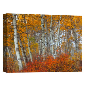'Morning Aspens' by Jesse Estes, Canvas Wall Art