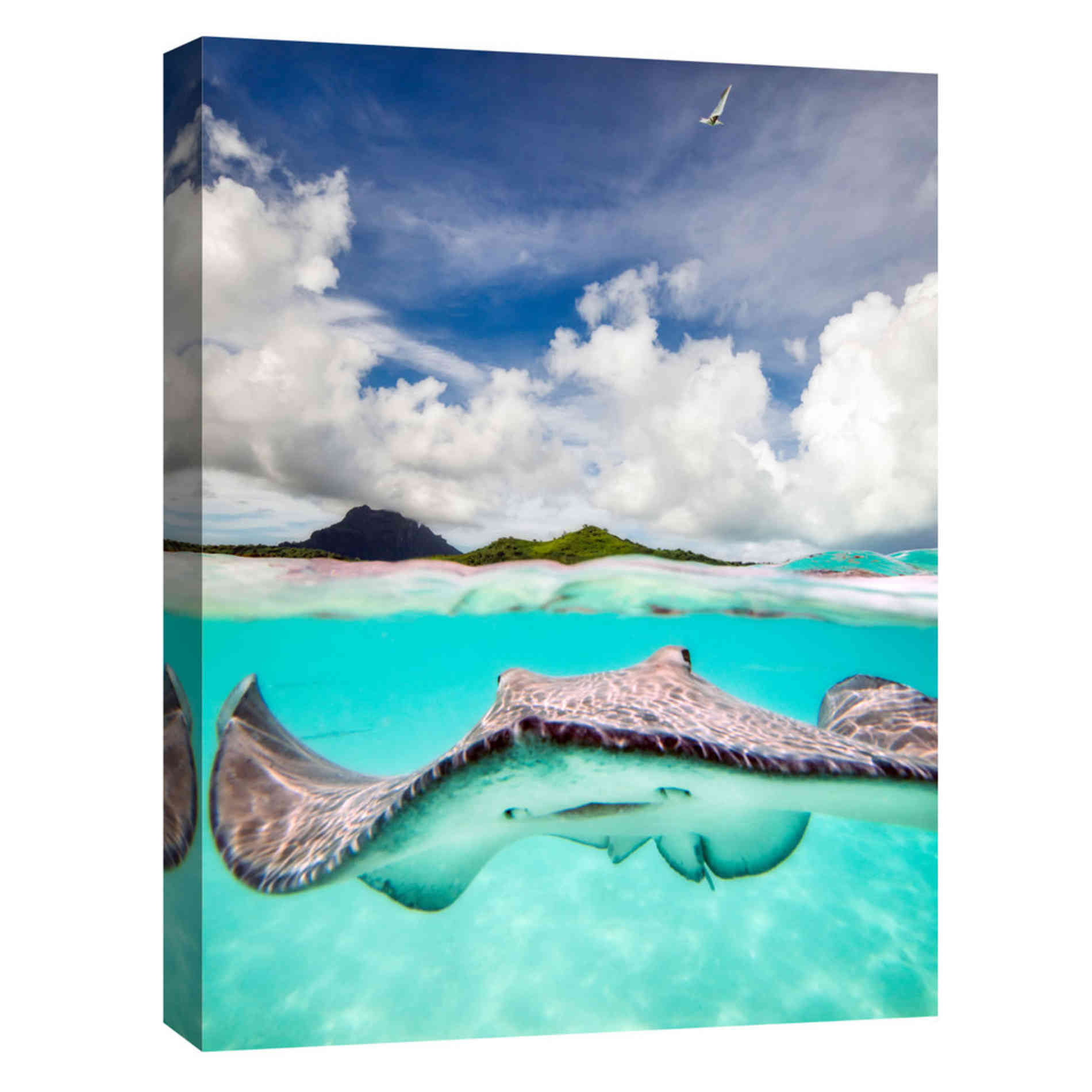 'Stingray' by Jesse Estes, Canvas Wall Art
