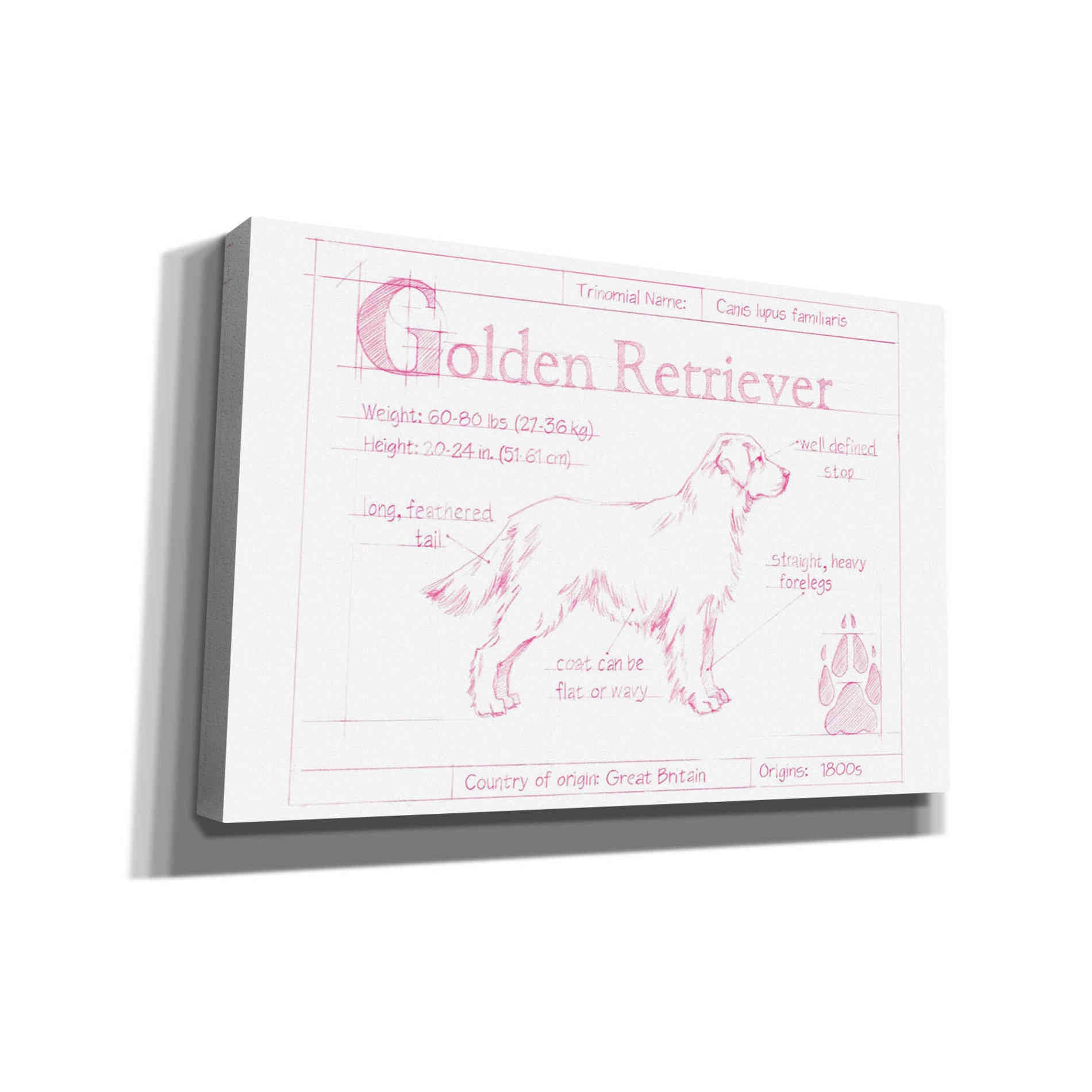 'Blueprint Golden Retriever in Pink' by Ethan Harper Canvas Wall Art,Size A Landscape