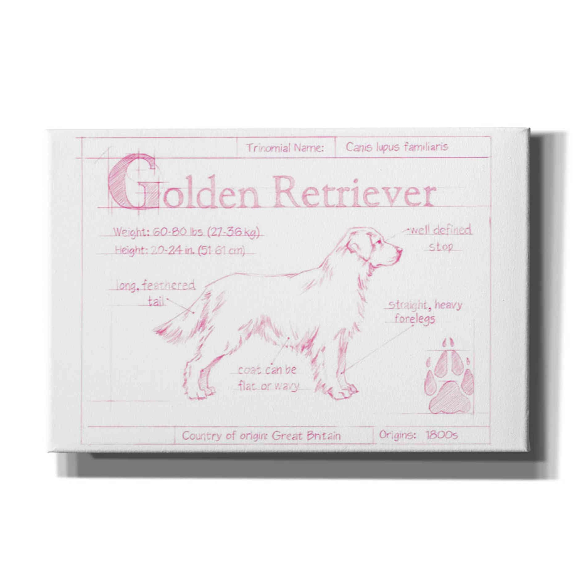 'Blueprint Golden Retriever in Pink' by Ethan Harper Canvas Wall Art,Size A Landscape