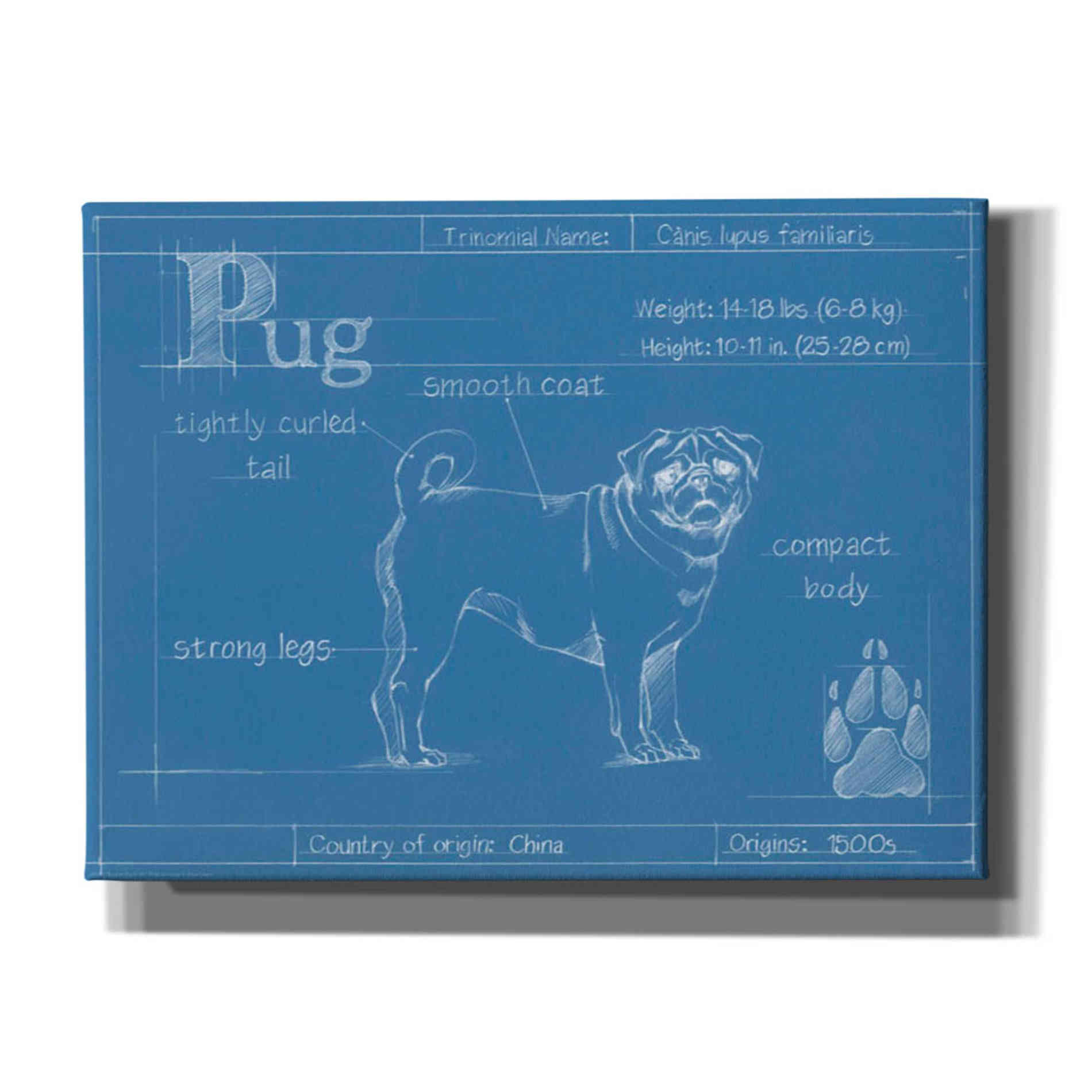 'Blueprint Pug' by Ethan Harper Canvas Wall Art,Size B Landscape