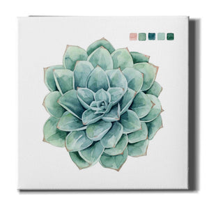 'Succulent I' by Grace Popp Canvas Wall Art