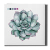 'Succulent II' by Grace Popp Canvas Wall Art