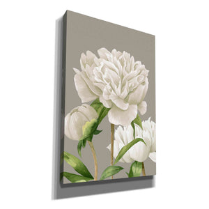 'White Peonies II' by Grace Popp Canvas Wall Art