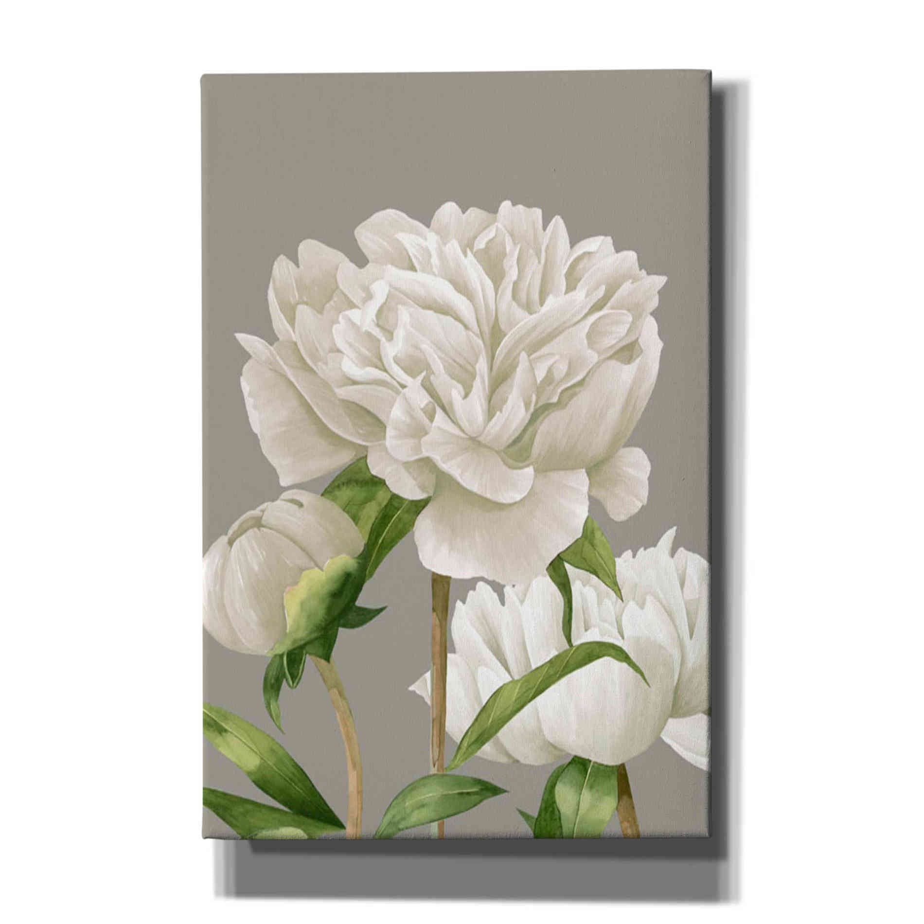 'White Peonies II' by Grace Popp Canvas Wall Art