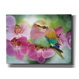 'Pretty Boy' by Steve Hunziker, Canvas Wall Art
