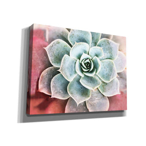 'Succulent Garden' by Irena Orlov, Canvas Wall Art