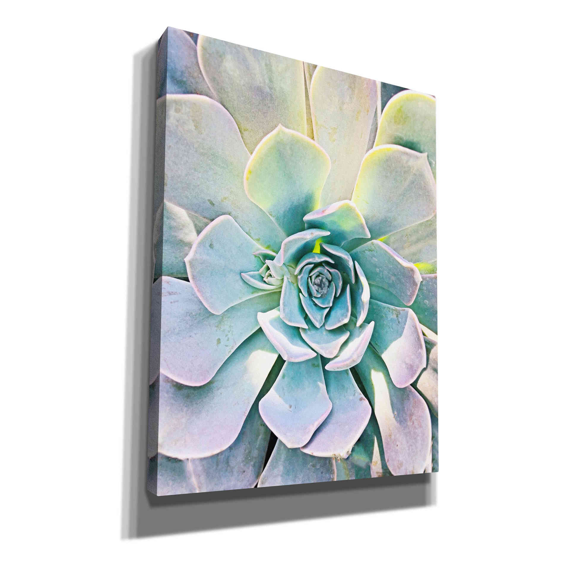 'Unique Succulent' by Irena Orlov, Canvas Wall Art