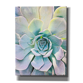 'Unique Succulent' by Irena Orlov, Canvas Wall Art