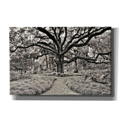 Image of 'Florida Tree' by PH  Burchett Giclee Canvas Wall Art