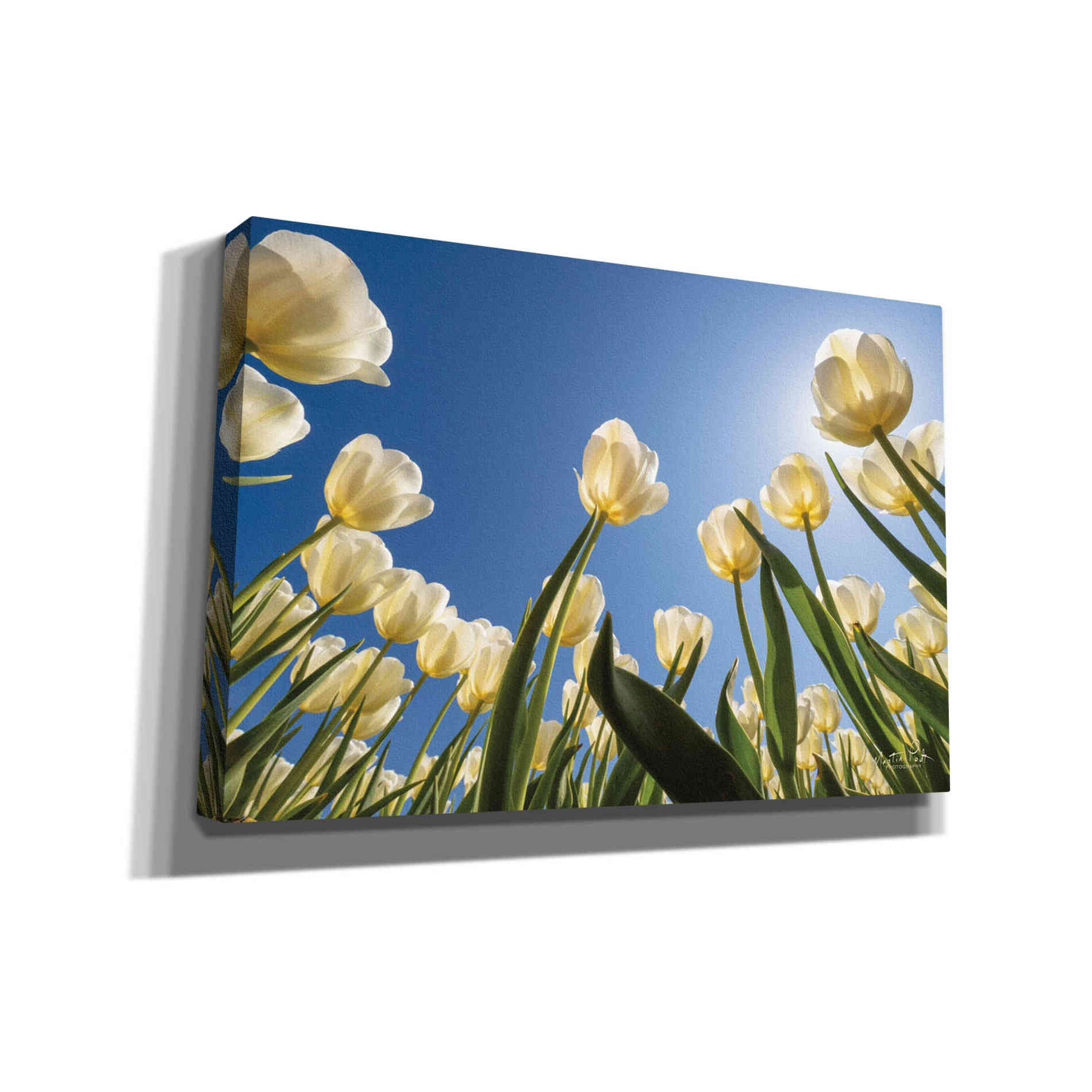 'Look Up in White' by Martin Podt, Canvas Wall Art,Size A Landscape