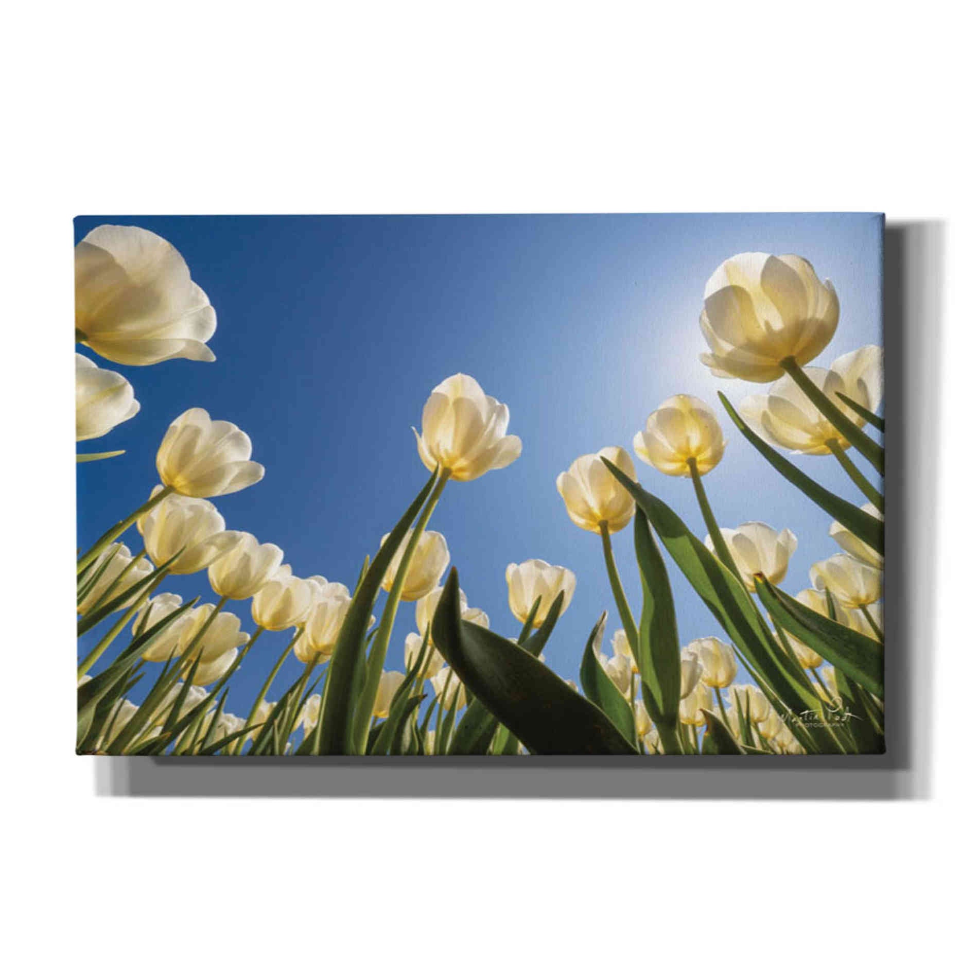 'Look Up in White' by Martin Podt, Canvas Wall Art,Size A Landscape