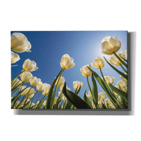 'Look Up in White' by Martin Podt, Canvas Wall Art,Size A Landscape