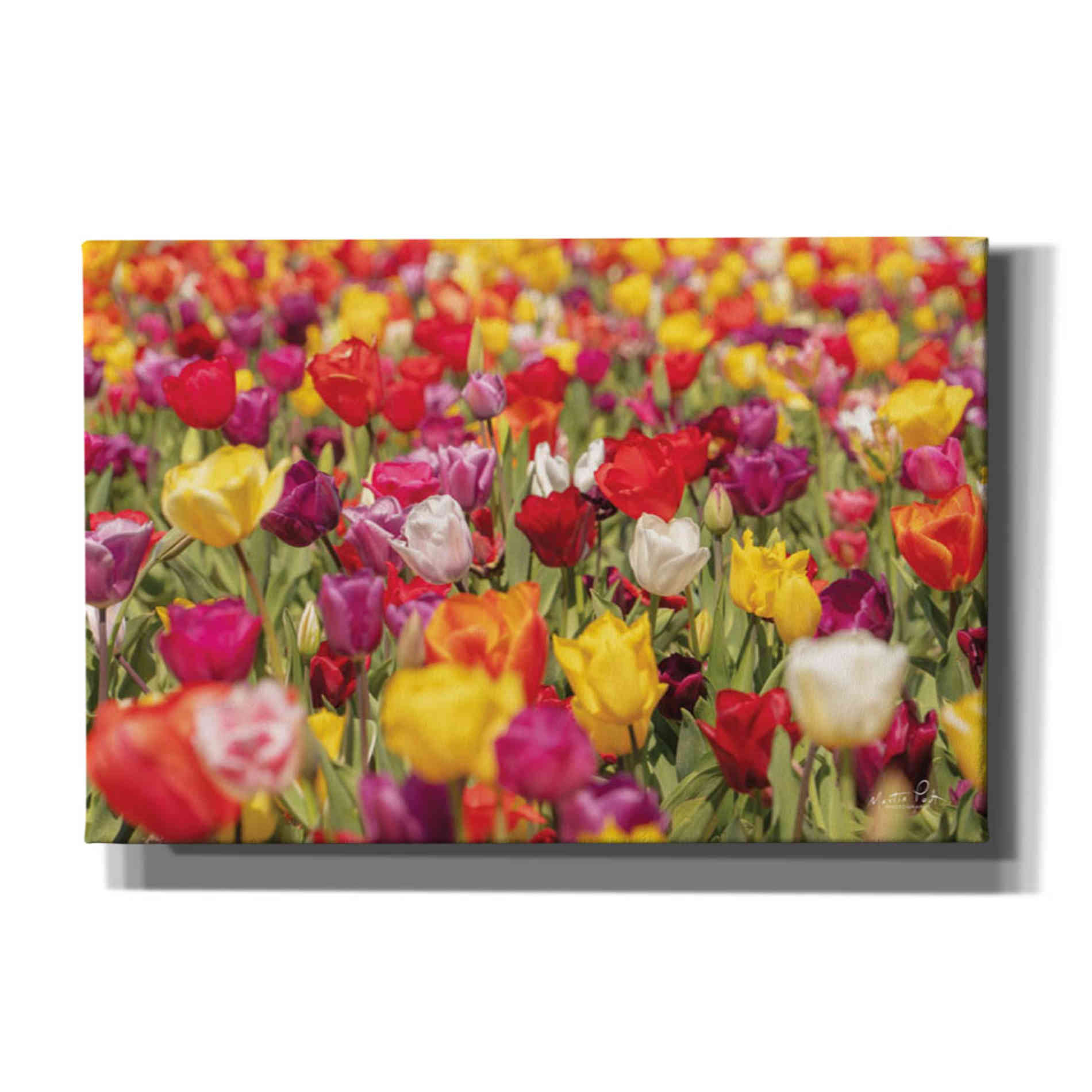 'Colorful Bouquet' by Martin Podt, Canvas Wall Art,Size A Landscape