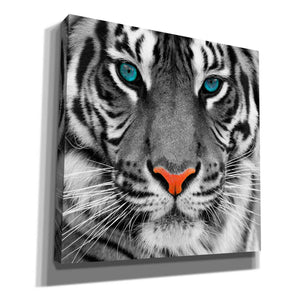 'Thrill of the Tiger' Canvas Wall Art,Size 1 Square