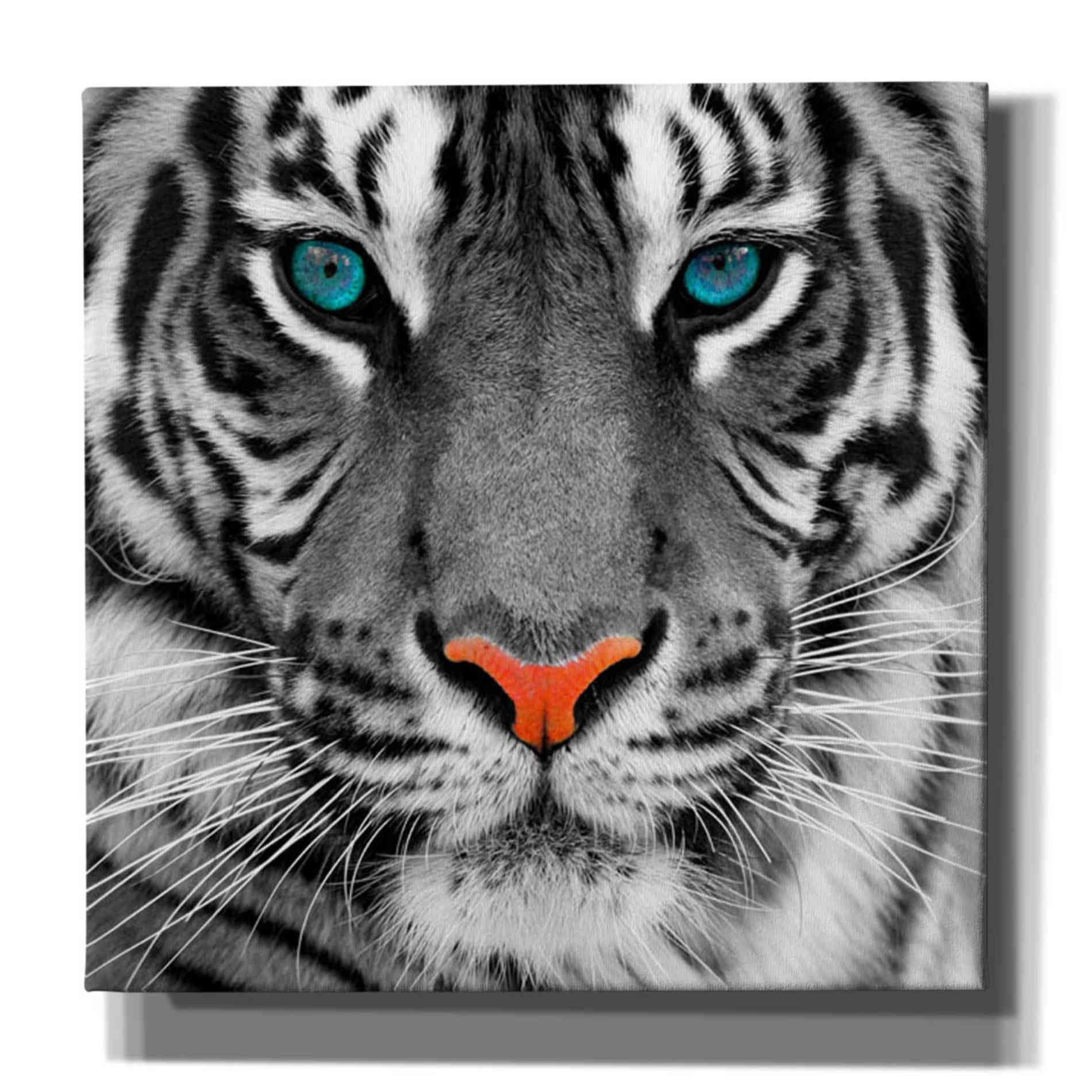 'Thrill of the Tiger' Canvas Wall Art,Size 1 Square