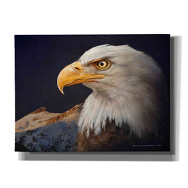 'Bald Eagle Study' by Chris Vest, Giclee Canvas Wall Art