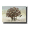'Juncos and Oak' by Chris Vest, Giclee Canvas Wall Art