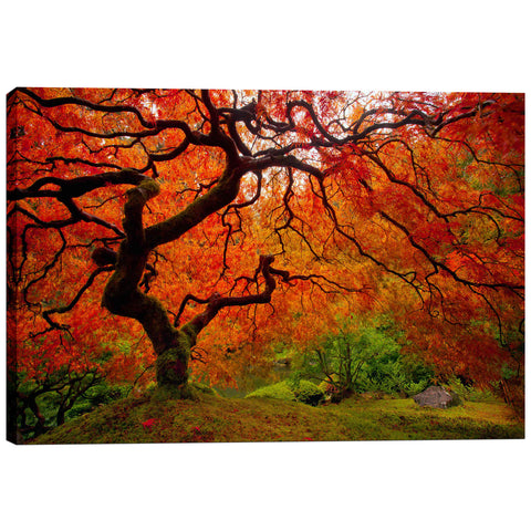 Image of 'Tree Fire' by Darren White, Canvas Wall Art