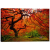 'Tree Fire' by Darren White, Canvas Wall Art