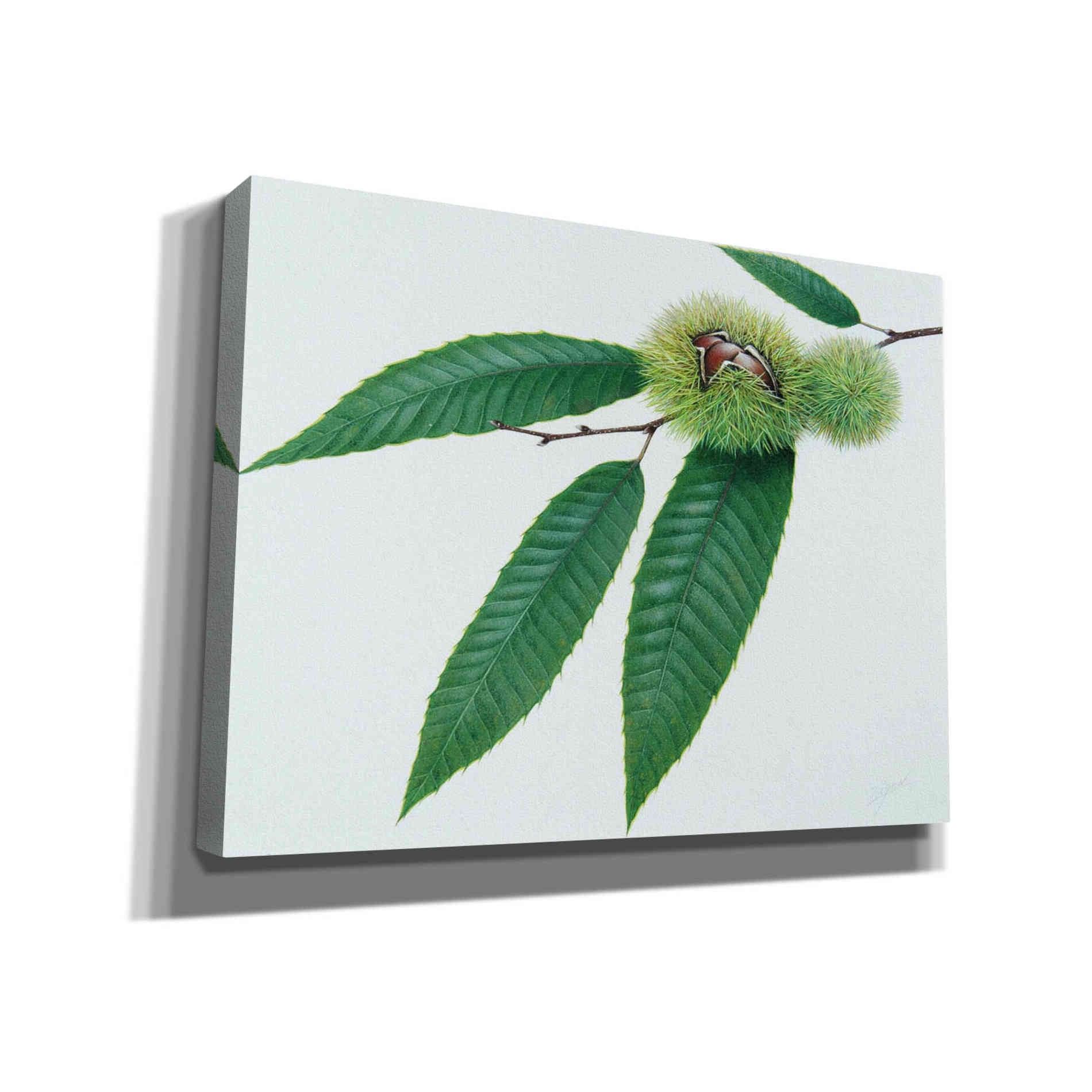 'Chestnut' by Zigen Tanabe, Giclee Canvas Wall Art