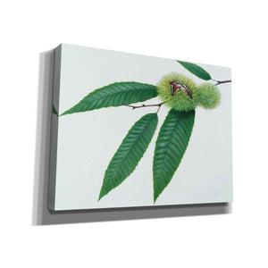'Chestnut' by Zigen Tanabe, Giclee Canvas Wall Art