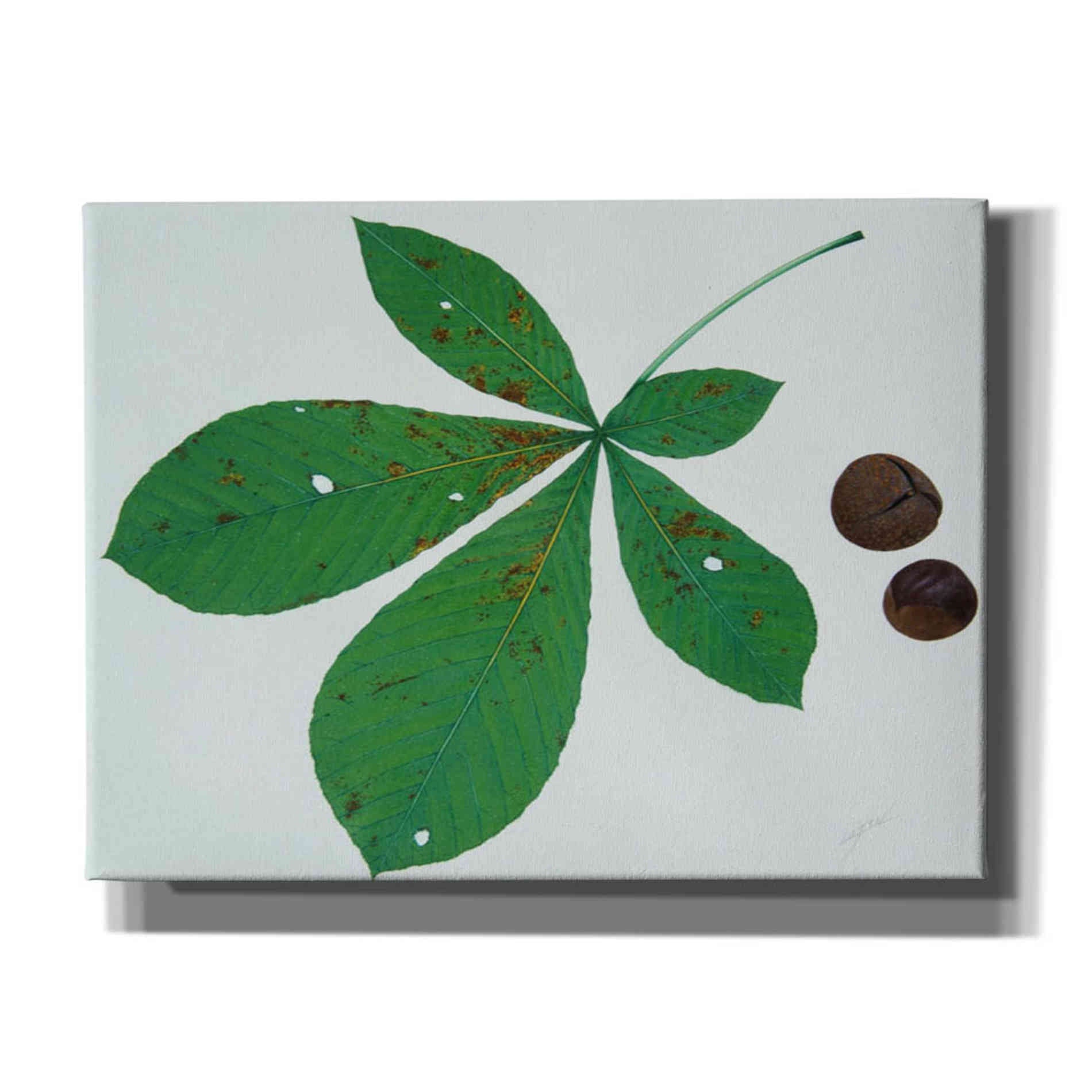 'Horse Chestnut' by Zigen Tanabe, Giclee Canvas Wall Art